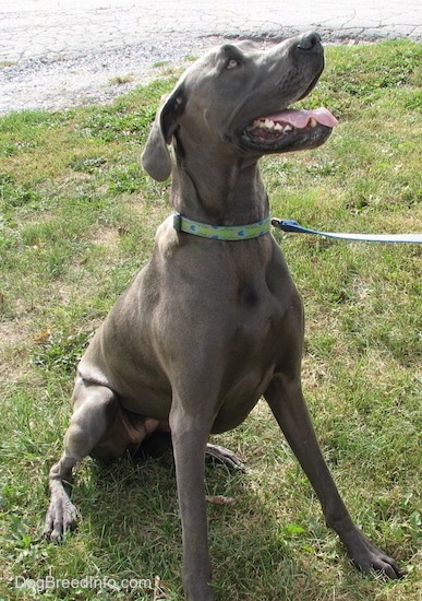 A blue Great Dane is sitting in grass and looking up. Its mouth is open and tongue is out