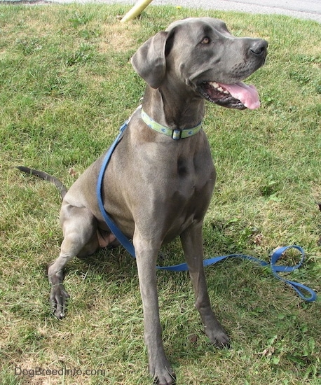 A blue Great Dane is wearing a green collar sitting in grass with its blue leash wrapped around and under its belly. Its mouth is open and tongue is out