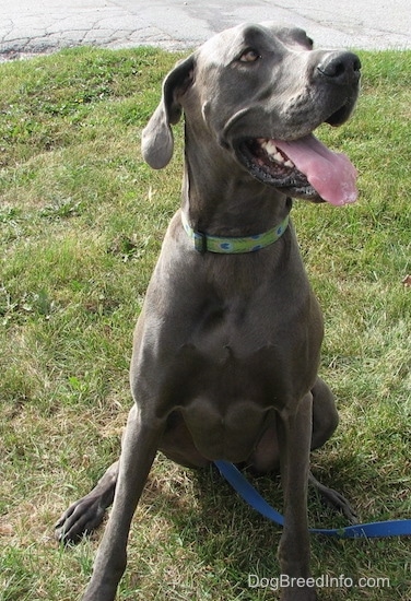 A happy looking blue Great Dane is sitting in grass and it is looking to the left. Its mouth is open and tongue is out