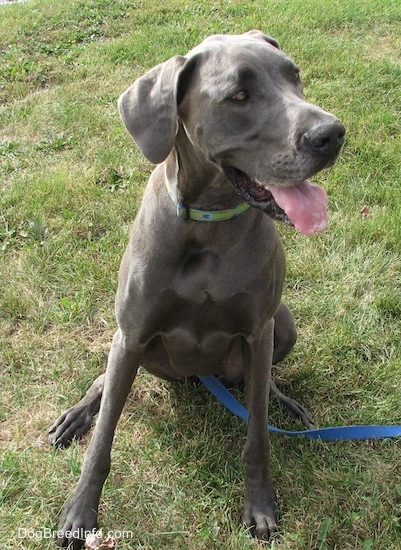 A panting blue Great Dane is sitting in grass looking to the right.