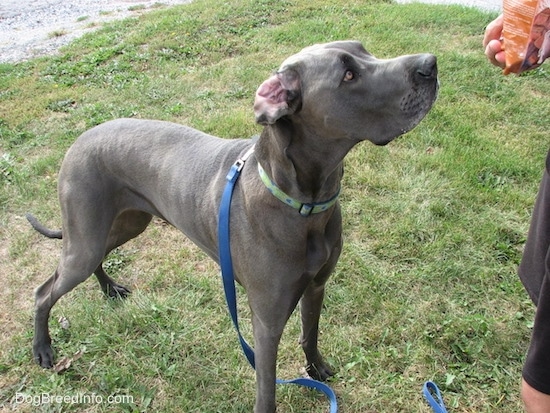 A blue Great Dane is standing in grass. There is a person in front of it holding a treat bag and the dog is waiting for a piece.