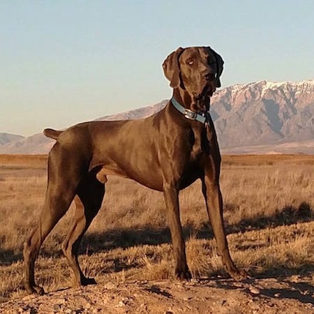 great dane and weimaraner mix