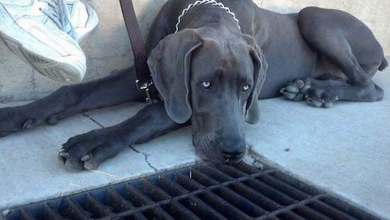 A black Great Weimar dog with silver looking eyes is laying between a wall and a drain grate  with white sneakers hanging next to its head from the person sitting on the wall above it.