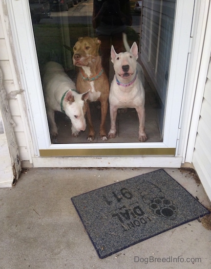 english bull terrier guard dog