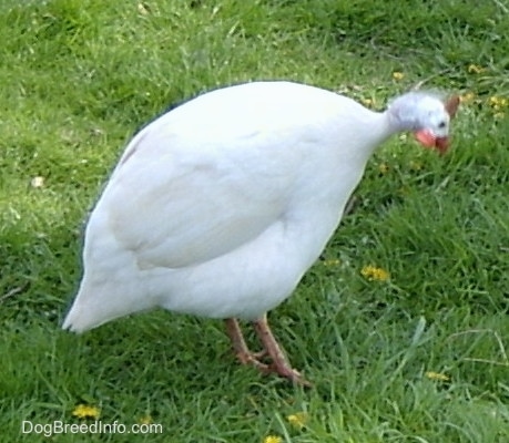 A white guinea bird is standing on grass looking down.
