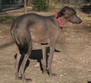 A Hairless Khala dog wearing a red collar is standing in dirt and there is a wire fence in front of it. It has black hair on its head, ears and tail, but is bald everywhere else.