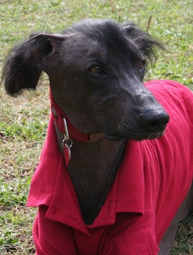 A Hairless Khala is wearing a red jacket and it is laying in grass looking to the right. It has a little bit of black hair on its head and ears.