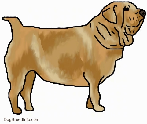 Right Profile - A drawn picture of a fat Hawaiian Poi Dog