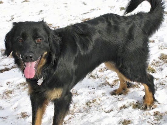 A black and tan Hovawart dog is standing outside in snow with grass sticking out. There is snow all over its face