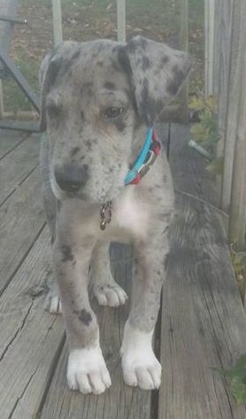 A blue merle Irish Dane puppy is standing on a wooden deck