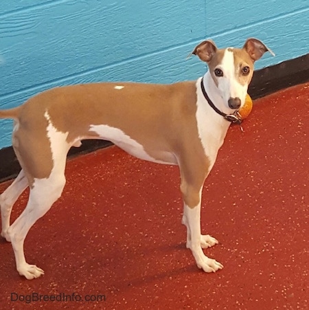 large italian greyhound