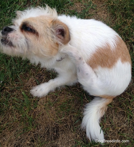 A white with tan dog is sitting in grass and it is scratching the back of its neck