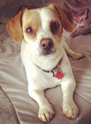 A white with tan Jack-A-Bee is laying on a bed and looking up