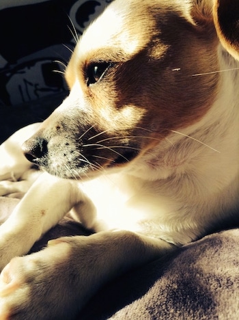 Close Up - A white with tan Jack-A-Bee is laying in the sun on a bed and looking out a window. There is an oakland Raiders blanket behind it