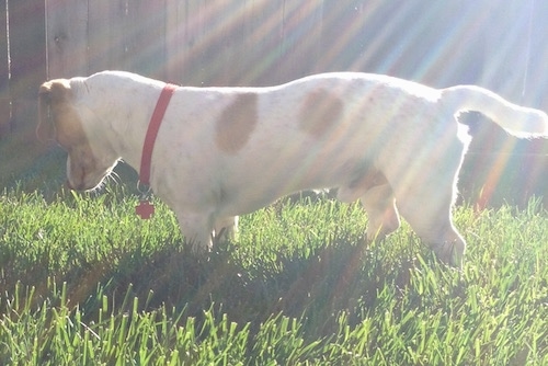 A white with tan Jack-A-Bee is wearing a red collar standing on grass in a backyard in front of a wooden fence.