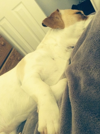 A white and tan Jack-A-Bee is laying on top of a person on a bed