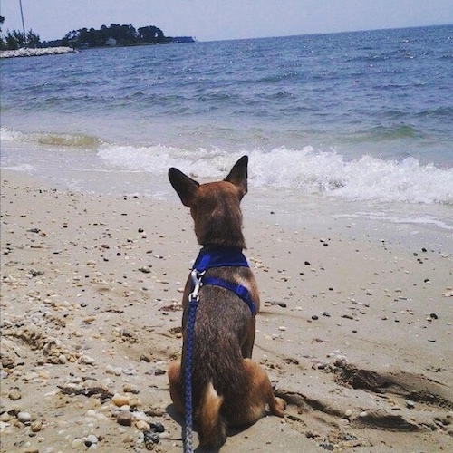 A tan with black Jack-A-Ranian is wearing a blue harness sitting in sand at the beach and watching the waves