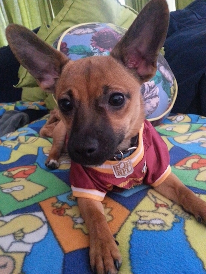 A tan with black Jack-A-Ranian is wearing a redskins jersey as it is laying on a bed that has the Simpsons blanket