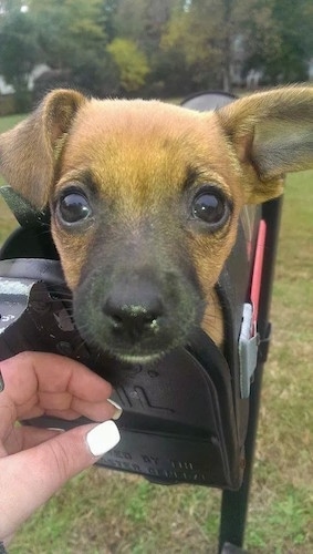 Close Up - A tan with black Jack-A-Ranian puppy is inside of a black mailbox with a person attempting to close the lid.