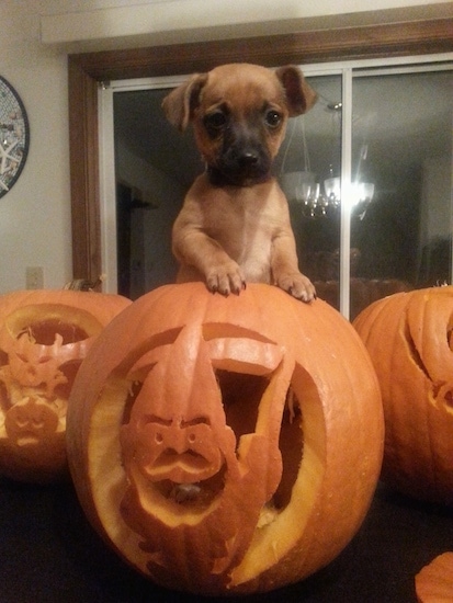 A tan with black Jack-A-Ranian puppy is standing on a table jumped with its front paws on top of a pumpkin.
