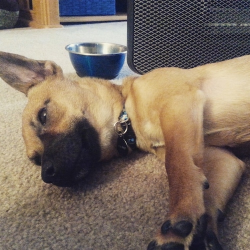 A tan with black Jack-A-Ranian is laying on its right side on a tan capret in front of a speaker and a blue and silver water bowl.