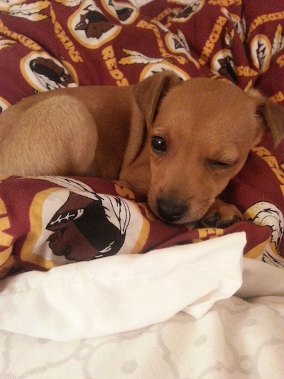 A brown with black Jack-A-Ranian puppy is laying on a Redskins blanket. One of its eyes are closed