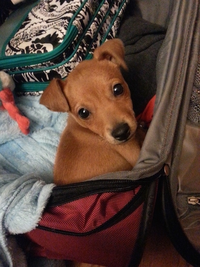 A brown with black Jack-A-Ranian puppy is laying in a suit case looking back at the person with the camera