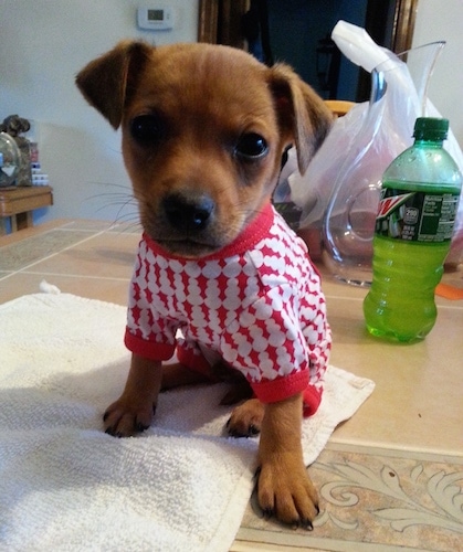 A small brown with black Jack-A-Ranian puppy is wearing a red and white shirt sitting on a hand towel on top of a table. There is a bottle of Mountain Dew to the right of it