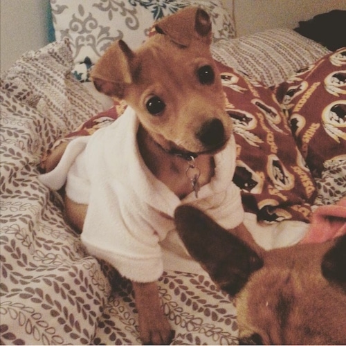 A brown with black Jack-A-Ranian puppy is sitting on a bed in a rope, there is another dog in front of it.