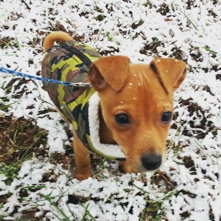 A brown with black Jack-A-Ranian puppy is wearing a camo vest and standing in a mixture of snow and grass