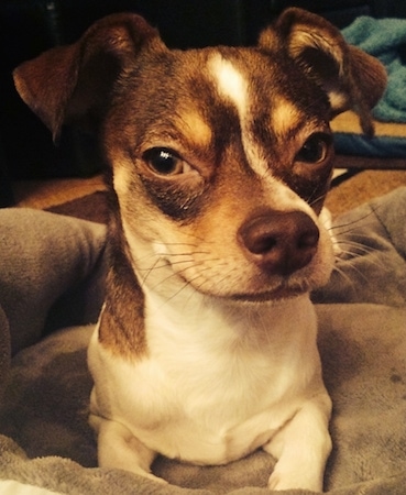 small chihuahua mix breeds