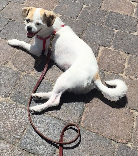 A panting white with tan Jack Chi is wearing a red harness laying on a stone sidewalk. It is 
