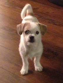 A white with tan Jack Chi is standing on a hardwood floor