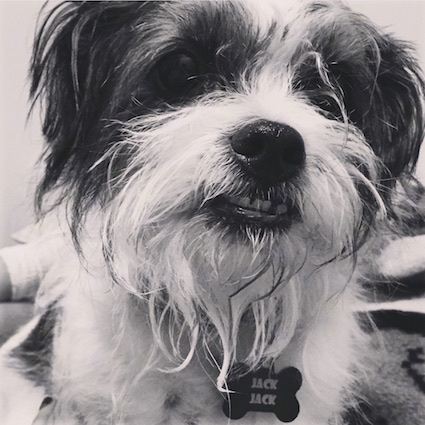 Close Up view from head on - A black and white photo of a Jack Chi laying on a blanket. It has a black bone dog tag that reads 'Jack Jack'. The dog has a big underbite