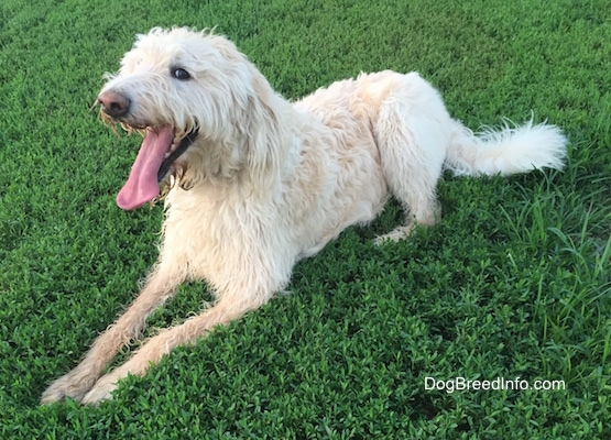 A wavy-coated white Labradoodle is laying in grass and its mouth is wide open and its long tongue is out