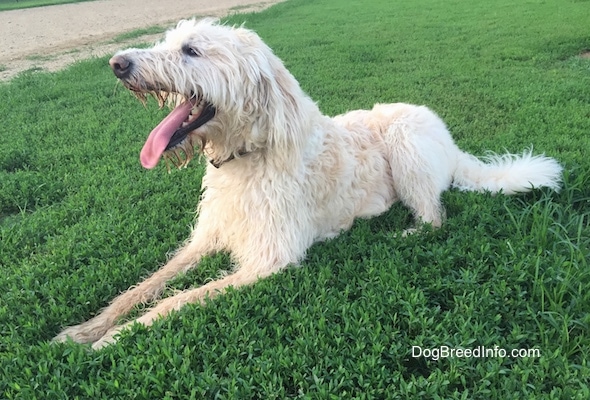 A wavy-coated white Labradoodle is laying in grass, its long tongue is sticking out of its wide open mouth.