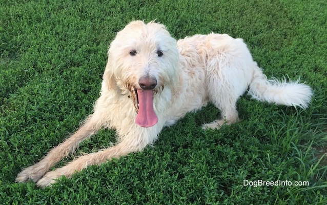 A panting wavy-coated white and tan Labradoodle dog is laying in grass and looking up. It has a long tongue.