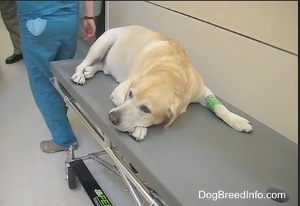 A yellow lab with bloat on a gurney wearing vet wrap tape on its arm