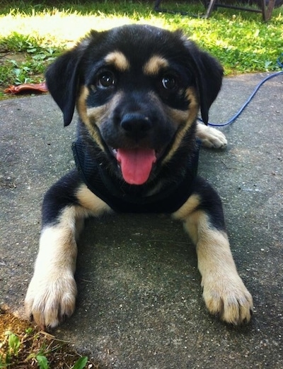 A black and tan Labrahuhua puppy is laying on a blacktop in in front of grass with its tongue hanging out.