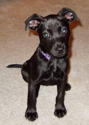 chihuahua and lab mix puppies