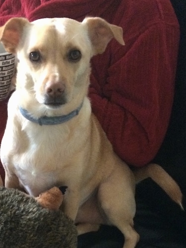 golden retriever and chihuahua mix