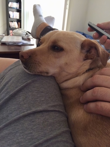 A tan with white Labrahuhua dog is laying in the lap of a person with a remote in there hand