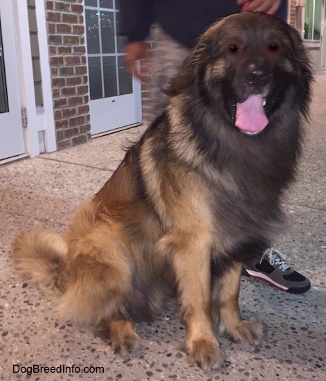 A black and brown Leonberger is sitting on a sidewalk next to a brick building. There is a person behind it. The Leonbergers tongue is out and mouth is open.