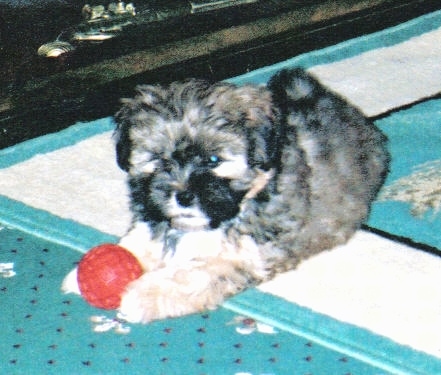 A thick, soft coated, Lhasa Apso puppy laying on a rug with a red toy ball between its paws