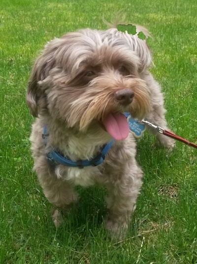Front view - a tan with white Lhasa-Poo is standing in grass and looking to the left. Its mouth is open and tongue is out.