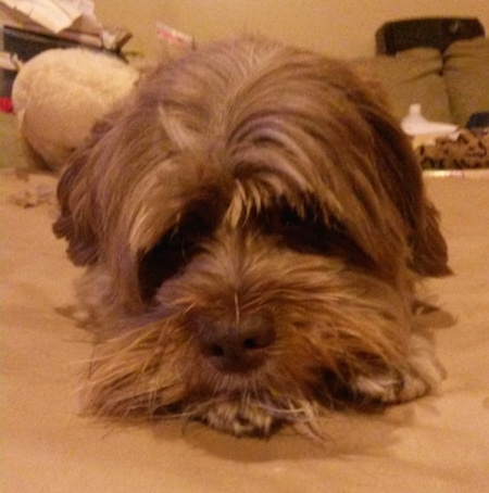 Close up front view - A tan Lhasa-Poo is laying on a carpet and looking forward.