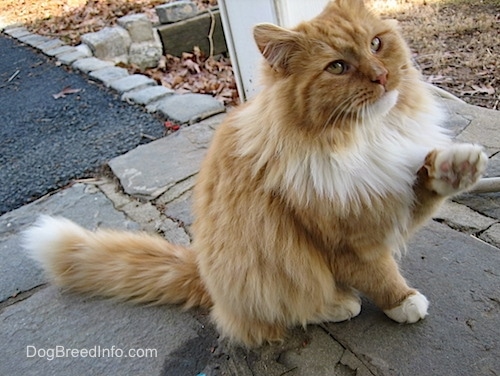 spanish cat breed