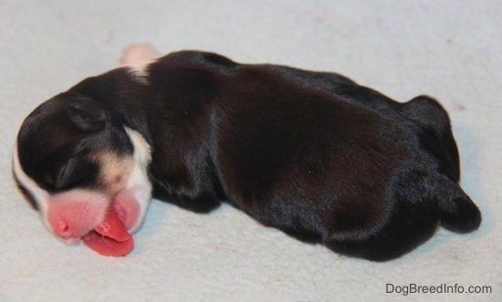 Newborn toy puppy is sleeping on a towel with its head to the left as its very large, wide tongue touches the blanket it is laying on