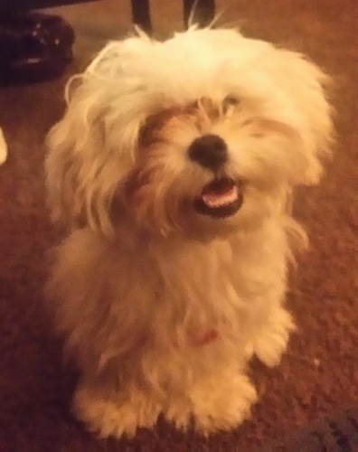 A fluffy longhaired looking white Mal-Shi is sitting on a brown carpet and looking up with its mouth open looking happy. The dog has hair covering its face.