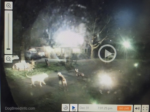 A webcam video screen shot of three dogs in a driveway at night.